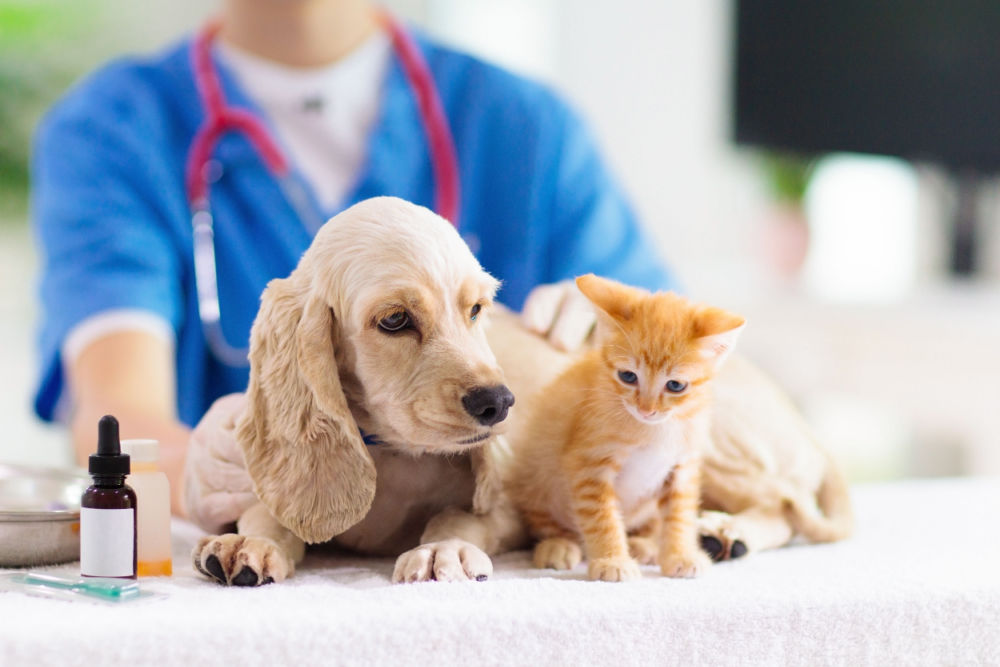 emergency pet care costs