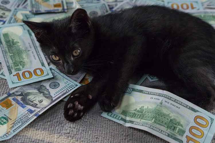 Kitten laying on payday advance cash