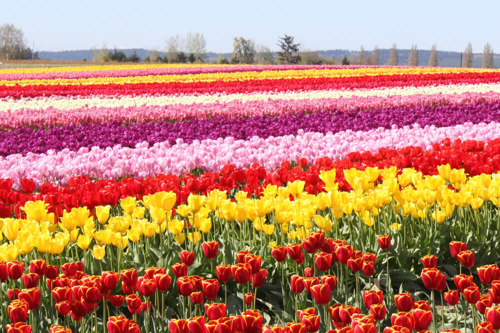 Tulip field in Delaware