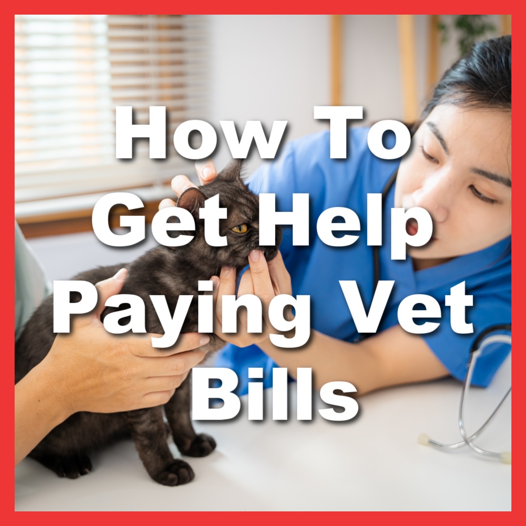 affordable vet care options for emergency medical help