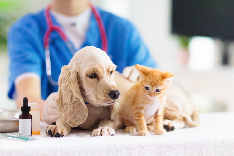 vet checking on dog and cat