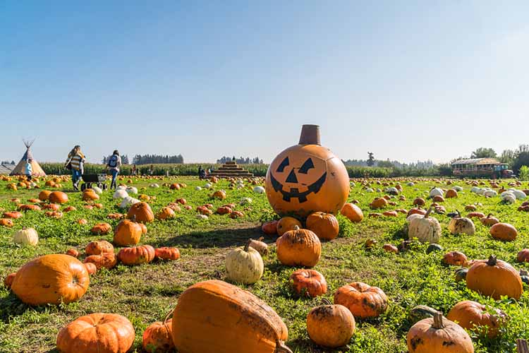 pumpkin walk in logan, ut