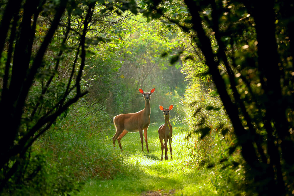 Deer on trail in Wisconsin state park: things to do